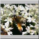 Ichneumon suspiciosus - Schlupfwespe m089c 17mm-fdet02b-Joel Valemberg.jpg